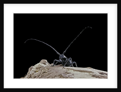 Morimus asper (longhorn beetle) by Anonymous