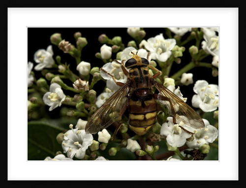 Milesia crabroniformis (hoverfly) by Anonymous