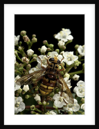 Milesia crabroniformis (hoverfly) by Anonymous