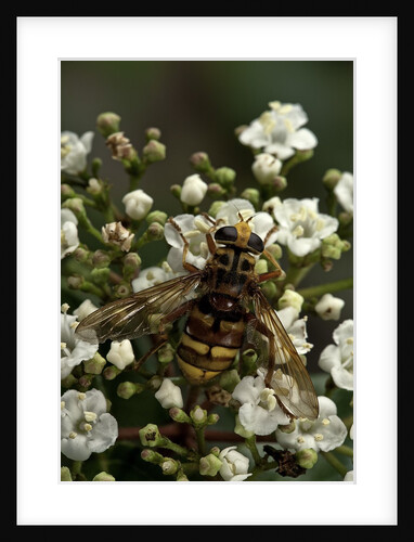 Milesia crabroniformis (hoverfly) by Anonymous