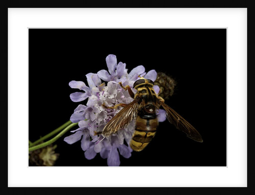 Milesia crabroniformis (hoverfly) by Anonymous
