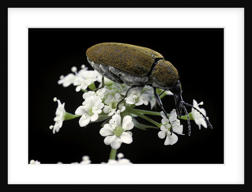 Mycterus curculioides (palm and flower beetle) by Anonymous