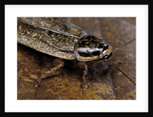 Nauphoeta cinerea (speckled cockroach, cinereous cockroach, lobster cockroach) by Anonymous