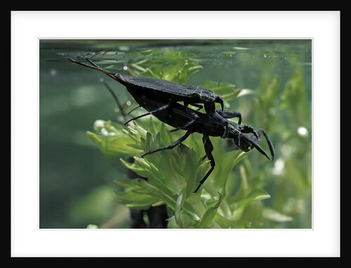 Nepa cinerea (water scorpion) - mating by Anonymous
