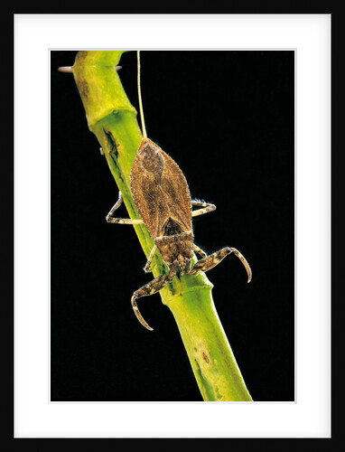Nepa cinerea (water scorpion) by Anonymous