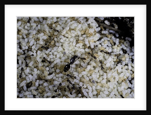 Anthill under a stone - pupa, workers and queen by Anonymous