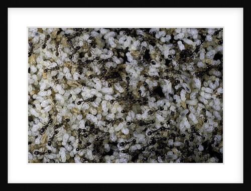 Anthill under a stone by Anonymous