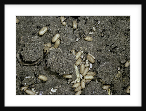 Anthill under a stone by Anonymous
