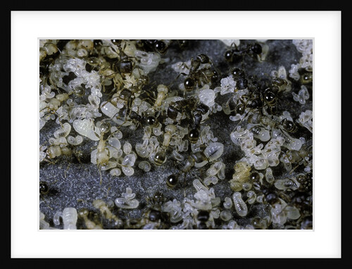 Anthill under a stone by Anonymous