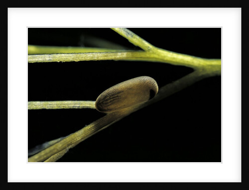 Notonecta glauca (water boatman, backswimmer) - egg on aquatic plant by Anonymous