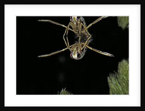 Notonecta glauca (water boatman, backswimmer) by Anonymous