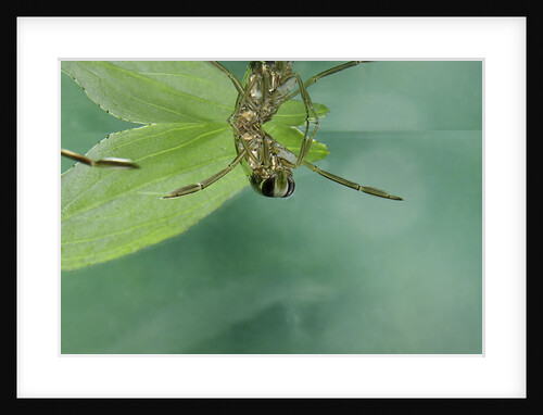 Notonecta glauca (water boatman, backswimmer) by Anonymous