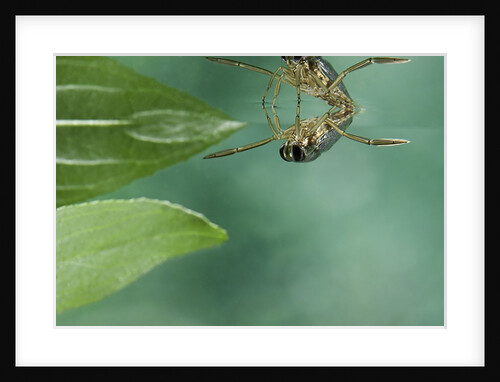 Notonecta glauca (water boatman, backswimmer) by Anonymous