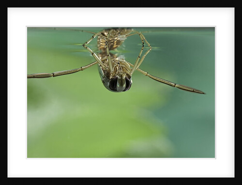 Notonecta glauca (water boatman, backswimmer) by Anonymous