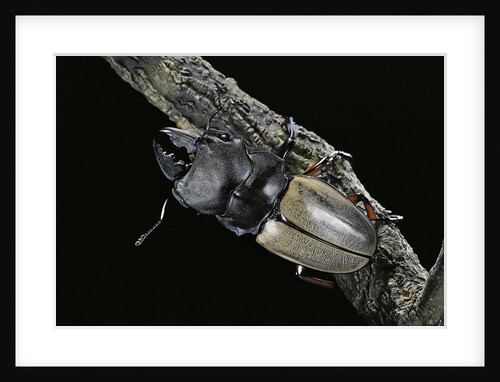 Odontolabis femoralis (stag beetle) by Anonymous