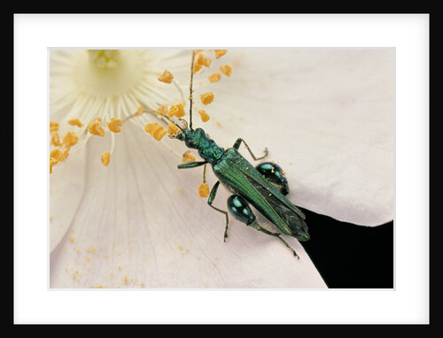 Oedemera nobilis (false oil beetle, thick-legged flower beetle) - male by Anonymous
