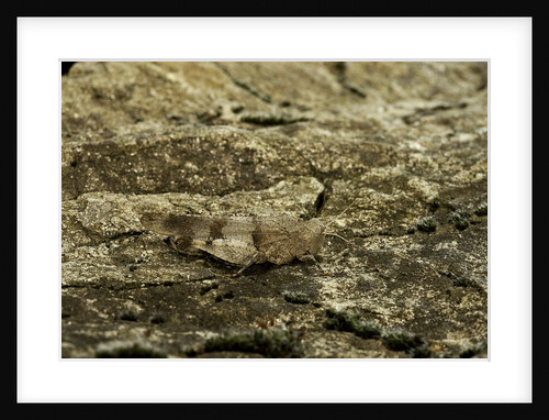 Oedipoda caerulescens (blue-winged grasshopper) by Anonymous