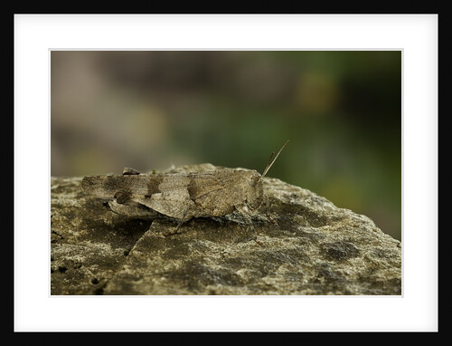 Oedipoda caerulescens (blue-winged grasshopper) by Anonymous