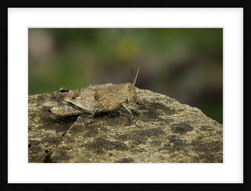 Oedipoda caerulescens (blue-winged grasshopper) by Anonymous