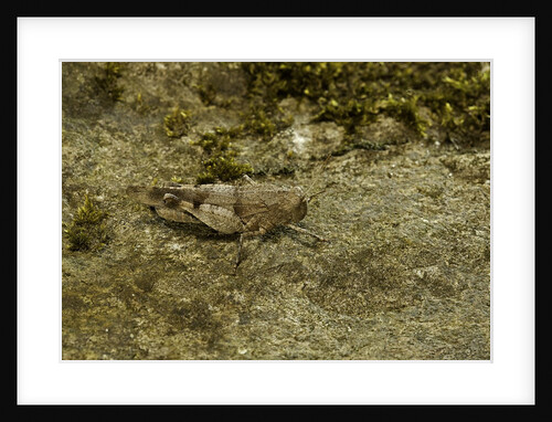 Oedipoda caerulescens (blue-winged grasshopper) by Anonymous