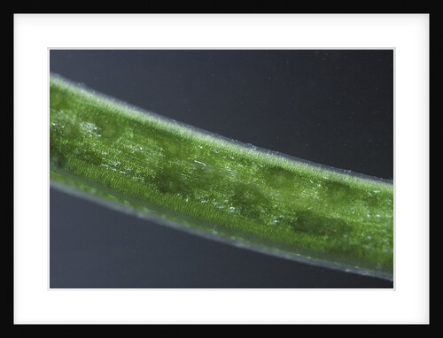 Damselfly eggs into an aquatic plant by Anonymous