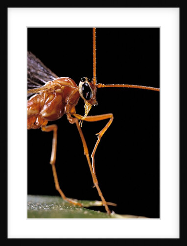 Ophion luteus (ichneumon wasp, yellow ophion) - portrait by Anonymous