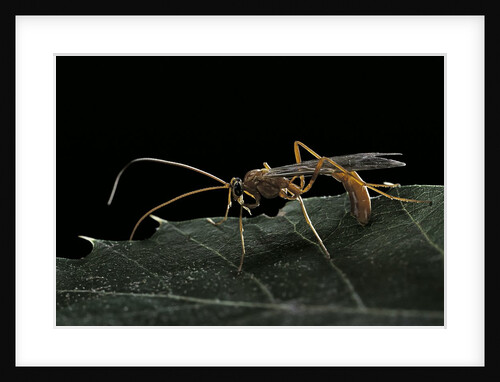 Ophion luteus (ichneumon wasp, yellow ophion) by Anonymous