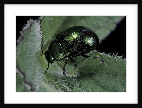 Chrysolina herbacea (mint beetle) by Anonymous