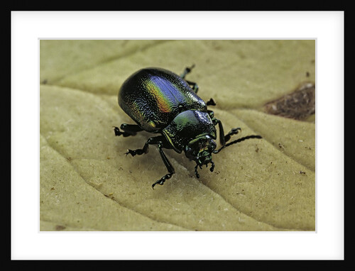 Oreina sp. (leaf beetle) by Anonymous