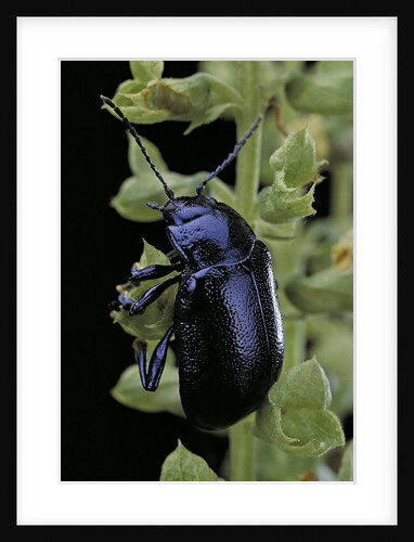 Oreina sp. (leaf beetle) by Anonymous
