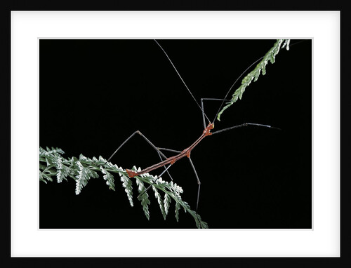 Oreophoetes peruana (peruvian fire stick) by Anonymous