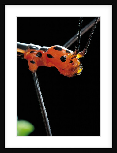 Oreophoetes peruana (peruvian fire stick) - portrait by Anonymous