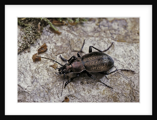 Carabus (Orinocarabus) fairmairei (ground beetle) by Anonymous