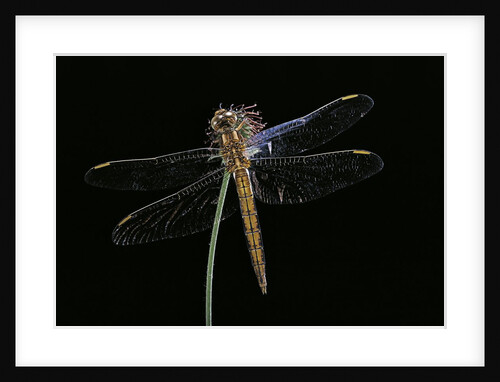 Orthetrum cancellatum (black-tailed skimmer) - female by Anonymous