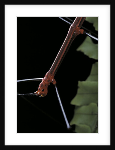 Oreophoetes peruana (peruvian fire stick) - portrait by Anonymous