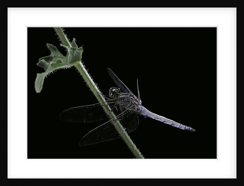 Orthetrum coerulescens (keeled skimmer) - male by Anonymous