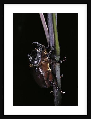 Oryctes nasicornis (rhinoceros beetle) - male by Anonymous