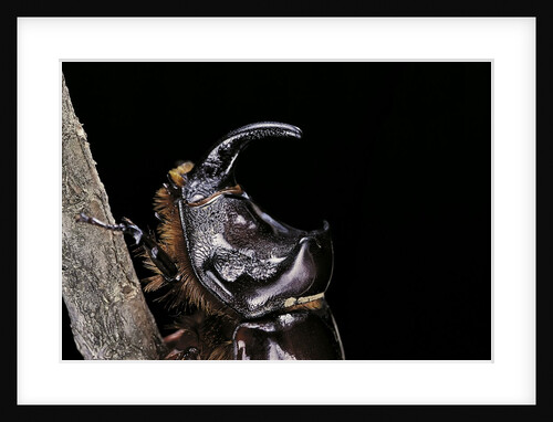 Oryctes nasicornis (rhinoceros beetle) - male by Anonymous