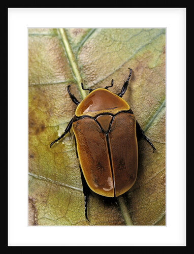 Pachnoda sinuata (garden fruit chafer) by Anonymous