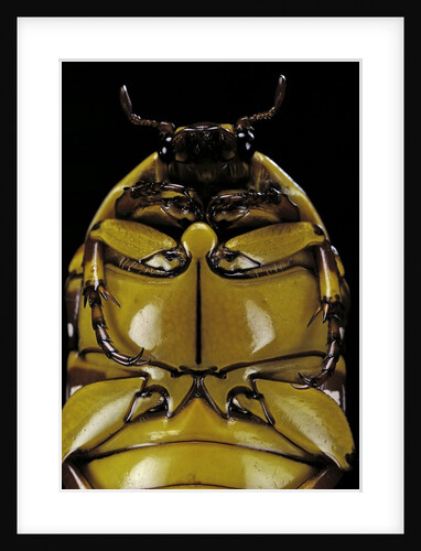 Pachnoda sinuata (garden fruit chafer) by Anonymous