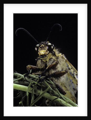Palpares libelluloides (antlion) by Anonymous