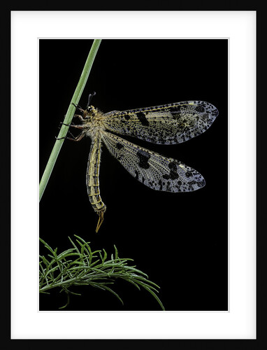 Palpares libelluloides (antlion) by Anonymous