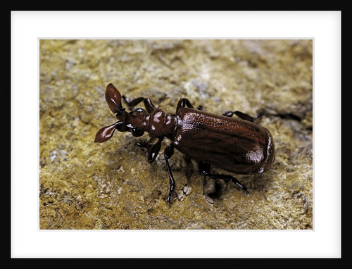 Paussus sp. (myrmecophilous beetle, ground beetle) by Anonymous
