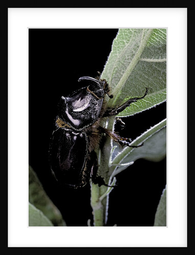 Oryctes nasicornis (rhinoceros beetle) - male by Anonymous