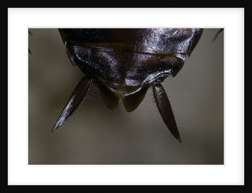 Periplaneta americana (american cockroach, waterbug, palmetto bug) - cerci by Anonymous