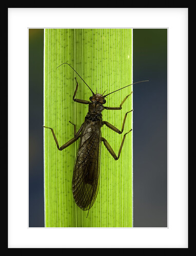 Perla maxima (stonefly) by Anonymous