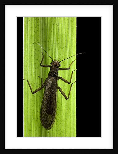 Perla maxima (stonefly) by Anonymous