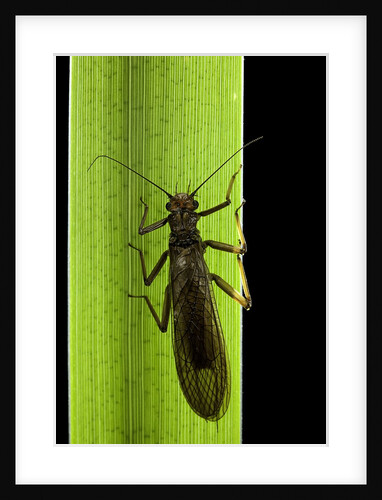Perla maxima (stonefly) by Anonymous