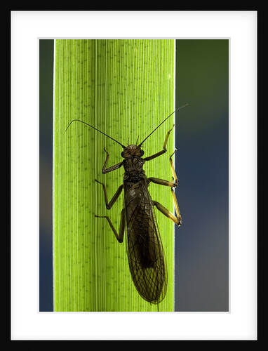 Perla maxima (stonefly) by Anonymous