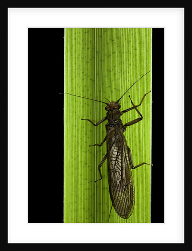 Perla maxima (stonefly) by Anonymous